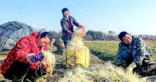 芹芽 農民新發明，好吃高產，年入十萬不是夢